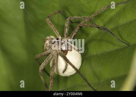 Listspider mit Eierkokons, Pisaura mirabilis Stockfoto