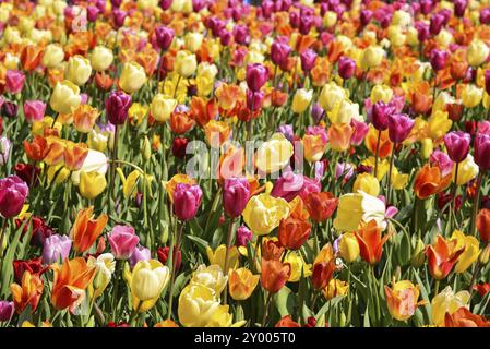 Lisse, Niederlande, April 2022. Blühende Tulpenfelder in verschiedenen Farben Stockfoto