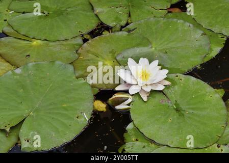 Broek op Langendijk, Niederlande. Juli 2023. Blühende Seerose zwischen grünen Blättern Stockfoto