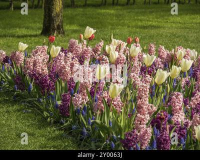 Feld mit rosafarbenen Hyazinthen und weißen Tulpen auf einer grünen Wiese, umgeben von der Natur im Frühjahr, Amsterdam, Niederlande Stockfoto