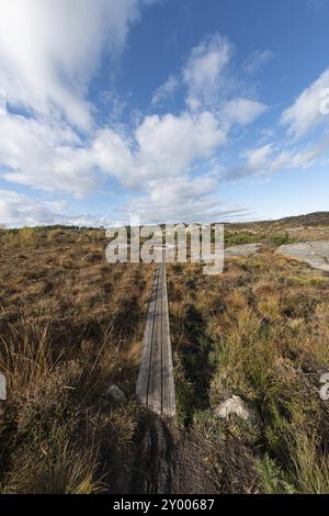 Schmale Promenade über ein Moor im Herbst Stockfoto