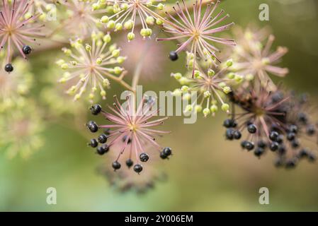 Blumen und Beeren von Stachelrochen, Aralia cordata Stockfoto