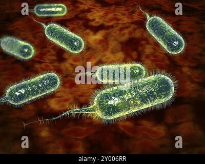 Gruppe der Cholera-verursachenden Vibrio-cholerae-Bakterien. Cholera ist eine Infektion des Dünndarms, die durch das Bakterium Vibrio cholerae verursacht wird. Das mA Stockfoto