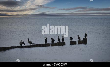 Kormoran auf einem Groyne an der Ostsee. Die Vögel trocknen ihre Federn in der Sonne. Wellen im Meer unter blauem Himmel. Tierfoto von der Küste Stockfoto
