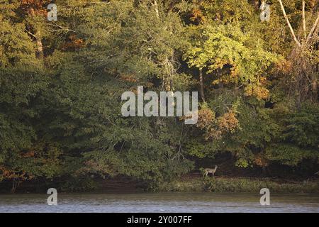 Fluss-Sonnenaufgang mit Hirsch auf der bank Stockfoto