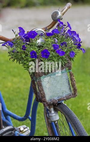 Altes Fahrrad mit Blumenkorb Stockfoto