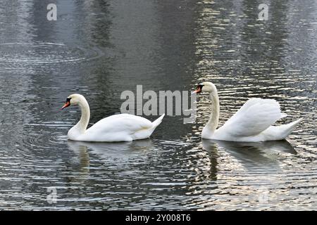 Zwei weiße Höckerschwan schwimmen auf dem See Stockfoto