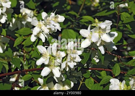 Schöne Blumen Mock-Orange (Philadelphus) hautnah im Frühjahr Stockfoto