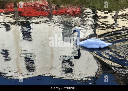 Höckerschwan schwimmen entlang der alten Fluss Nene Stockfoto