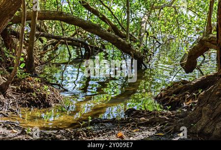 Traditionelle und dichten tropischen Mangroven Vegetation mit seinen Wurzeln, Zweige und Blätter Stockfoto