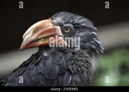 Kronenhornschnabel Stockfoto