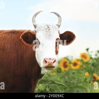 Portrait der weißen und braunen Kuh auf Sonnenblumenfeld Hintergrund hautnah Stockfoto