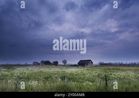 Kleines Bauernhaus auf Weide mit Löwenzahn in stürmischer Dämmerung, Niederlande Stockfoto