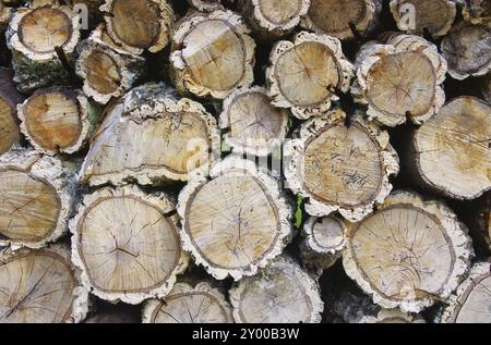 Holzstapel Korkeiche, Holzstapel aus Korkeiche 05 Stockfoto