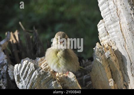 Grünfinken, die bei der Winterfütterung an Flagellattrichomonas gallinae leiden, Carduellis chloris, europäischer Grünfink, Futtersuche Stockfoto