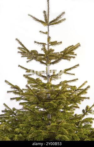 Undekorierter Weihnachtsbaum vor weißem Hintergrund Stockfoto