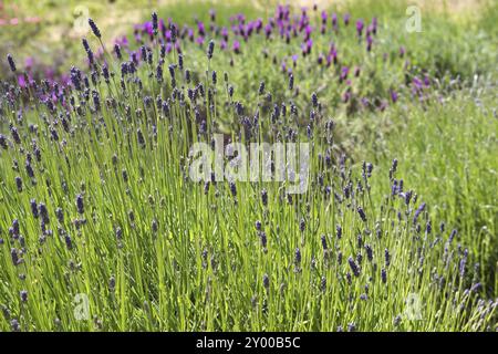 Lavendelanbau auf den Kanalinseln Stockfoto