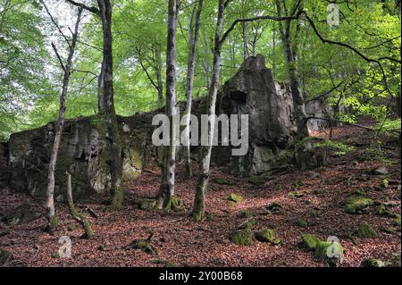 Soederasens Nationalpark in Skane, Schweden im Herbst Stockfoto