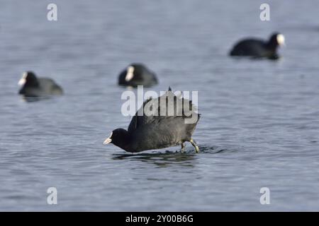 Eurasischer Coot in der Paarungszeit. Eurasische Bohlensauben während der Paarungszeit Stockfoto