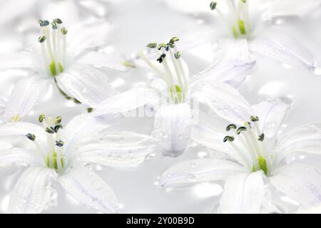 Scilla blüht im Wasser mit Wassertröpfchen Stockfoto