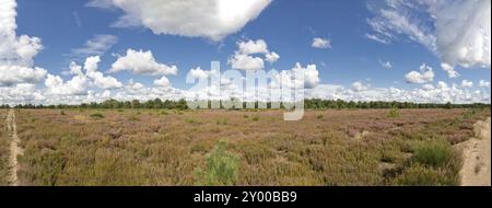 Kyritz-Ruppiner Heidelandschaft in Brandenburg (echtes Panorama) Stockfoto