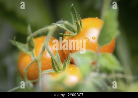 Kirschtomaten auf dem Busch, Nahaufnahme Stockfoto