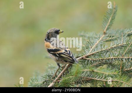 Brambling männlich auf einem Baumstamm. Brambling männlich auf einem Ast Stockfoto