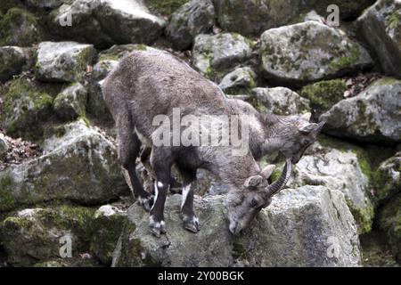 Steinhörner Stockfoto