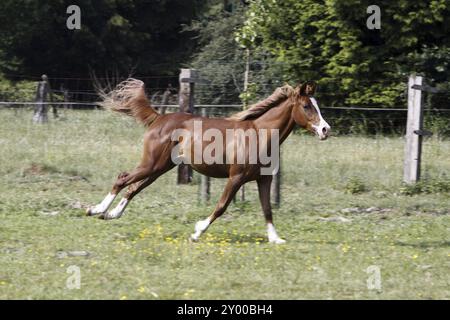 Galoppierendes Araberpferd auf einer Weide Stockfoto