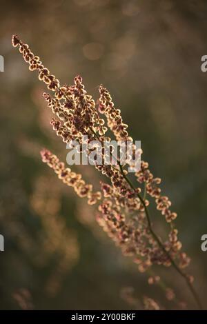 Sauerampfer-Blütenstand gegen das Licht Stockfoto