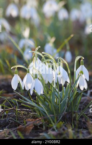 Blühende Schneeglöckchen im Frühjahr, Ende Februar, Anfang März. Nahaufnahme, Hintergrundbeleuchtung. Geringe Schärfentiefe Stockfoto