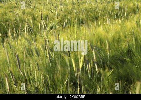 Gerstenfeld Stockfoto