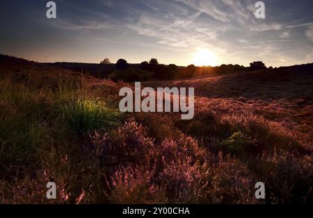 Sonne bei Sonnenuntergang auf rosa blühenden Wiesen mit Calluna vulgaris, Heidekraut Stockfoto