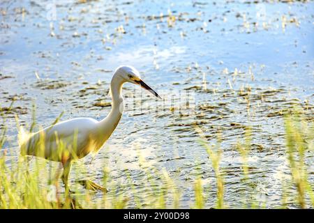 Junge weiße Reiher zu Fuß durch das Wasser und die Vegetation von einem See am Nachmittag Stockfoto