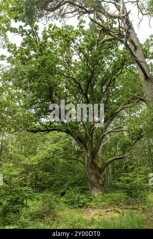 Sehr alte Eiche in deutscher Moorwaldlandschaft mit Farnen, Gras und Laubbäumen im Sommer Stockfoto