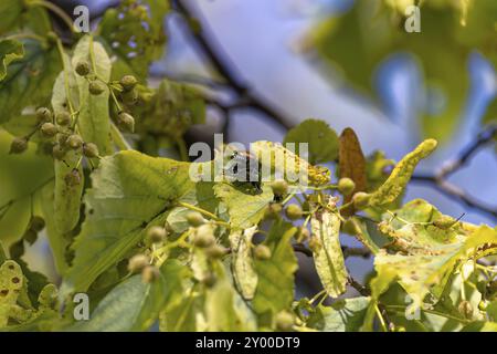 Der Japanische Käfer (Popillia japonica) ist eine Art des Karabinkäfers. Invasiver Käfer Stockfoto