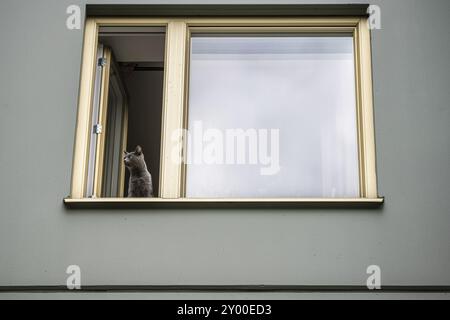 Graue Katze, die aus einem offenen Fenster schaut Stockfoto