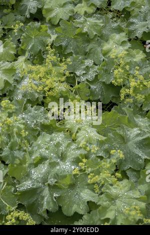 Damenmantel (Alchemilla mollis) mit Regentropfen, Nordrhein-Westfalen, Deutschland, Europa Stockfoto