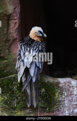 Bartgeier (Gypaetus barbatus) sitzt auf einem Felsen vor einer Höhle, gefangen, Deutschland, Europa Stockfoto