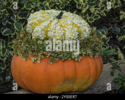 Großer orangefarbener Kürbis mit einem hellgrünen, holprigen Kürbis oben und umgeben von Blättern, borken, münsterland, Deutschland, Europa Stockfoto