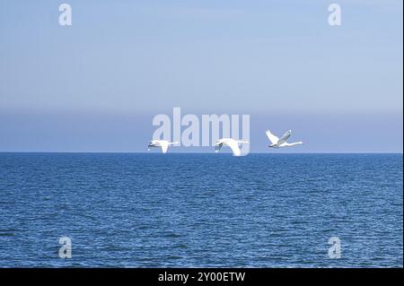 Drei stumme Schwäne fliegen über die Ostsee. Weißes Gefieder bei den großen Vögeln. Tierfoto in der Natur Stockfoto