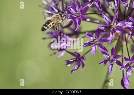 Honigbiene sammelt Nektar im Flug auf einer violetten Blume. Insekten sind beschäftigt. Dynamisch bewegliche Flügel. Honig wird von Bienen geerntet. Tierfoto aus der Natur Stockfoto