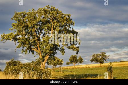 Ein sonniger Tag im Saarland mit Blick über Wiesen ins Tal. Einige sonnige Wolken am Himmel und Kühe grasen. Ein Moment zum Verweilen, Ausruhen und Genießen Stockfoto