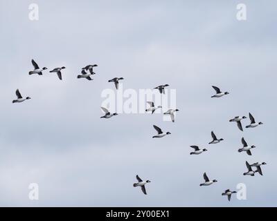 Eine Schar männlicher Goldaugen im Flug über die Ostsee Stockfoto