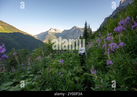 Wanderer wandern auf dem Overgrown Trail, der mit Fireweed-Blüten bedeckt ist, im Glacier National Park Stockfoto