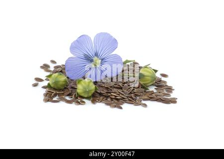 Blaufleinenblüte und Samen in Nahaufnahme isoliert auf weißem Hintergrund Stockfoto