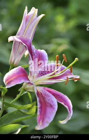 Wunderschönes Weiß in Lilienqualität und eine rosafarbene Farbe Stockfoto