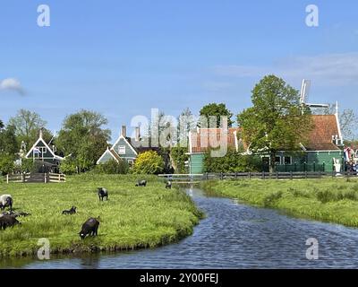 Zaandam, Niederlande. 30. April 2024. Touristen im Zaanse Schans. Typisch Niederländisch: Holzschuhe, Tulpen und Windmühlen Stockfoto