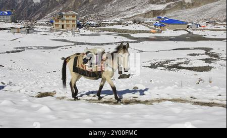 Frühlingsszene im Langtang-Nationalpark. Wunderschönes Pferd, das bergauf läuft. Häuser des neuen Langtang Dorfes Stockfoto