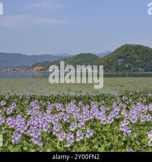 Rosa Wasserhyazinthen wachsen am Ufer des Begnas Sees in Nepal. Wunderschöne Landschaft in der Nähe von Pokhara Stockfoto